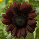 Slnečnica ročná Claret - Helianthus annuus - predaj semien - 10 ks