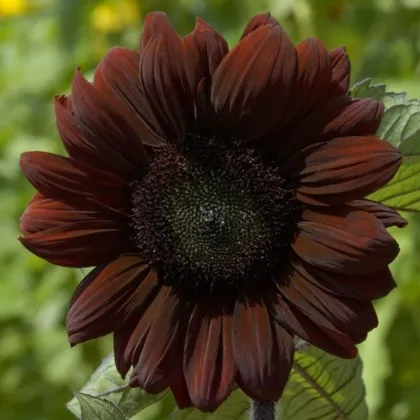 Slnečnica ročná Claret - Helianthus annuus - predaj semien - 10 ks