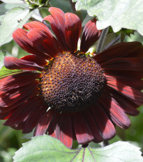 Slnečnica ročná Claret - Helianthus annuus - predaj semien - 10 ks