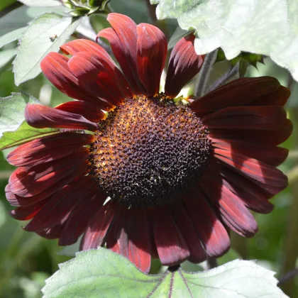 Slnečnica ročná Claret - Helianthus annuus - predaj semien - 10 ks