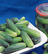 Uhorka Tellus F1 - Cucumis Sativus - semiačka - 4 ks
