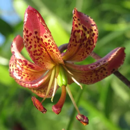 Ľalia Martagon Manitoba - Lilium martagon - predaj cibuľovín - 1 ks
