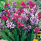 Babiana Kew Hybrids - Babiana stricta - voľnokorenné sadeničky babiany - 3 ks