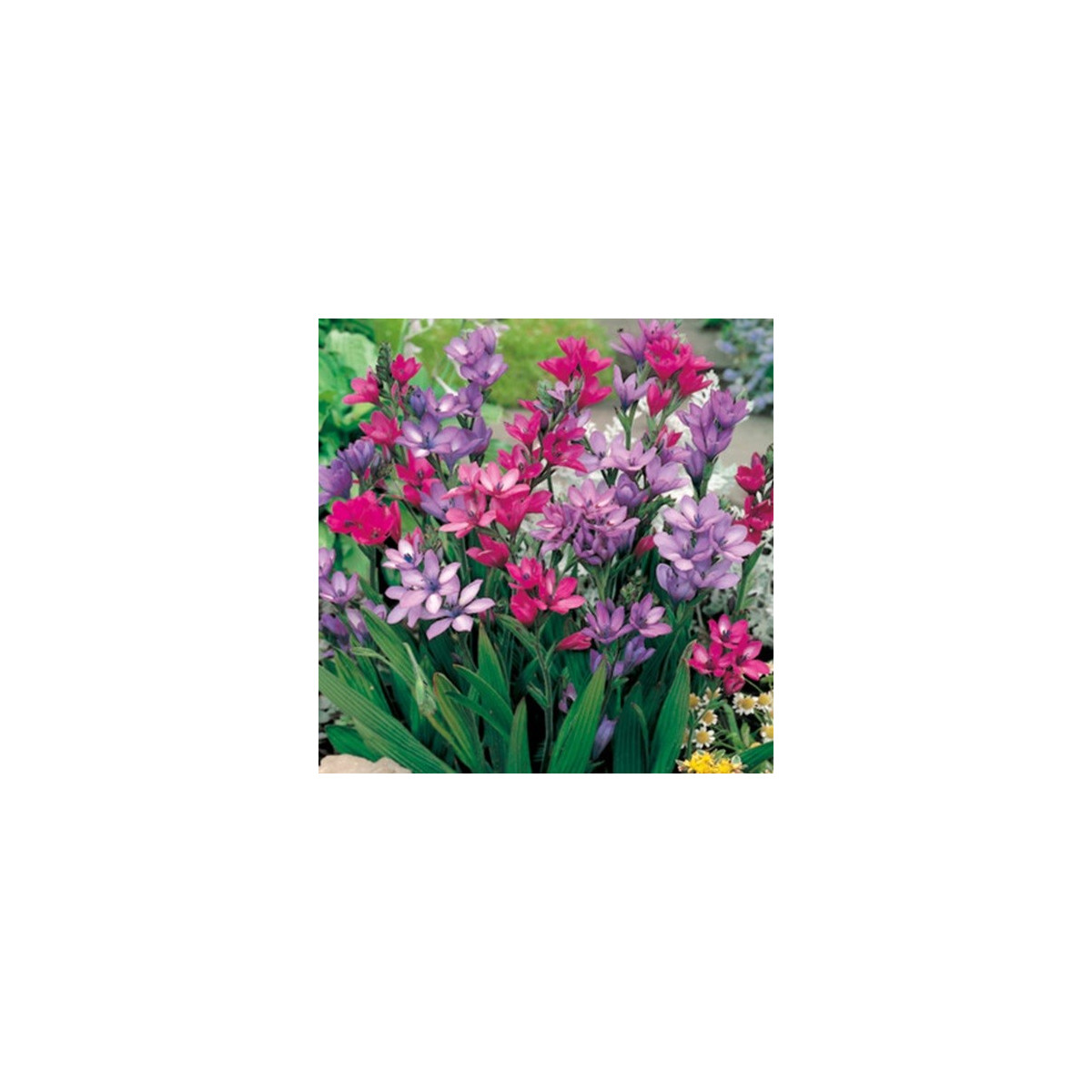 Babiana Kew Hybrids - Babiana stricta - voľnokorenné sadeničky babiany - 3 ks