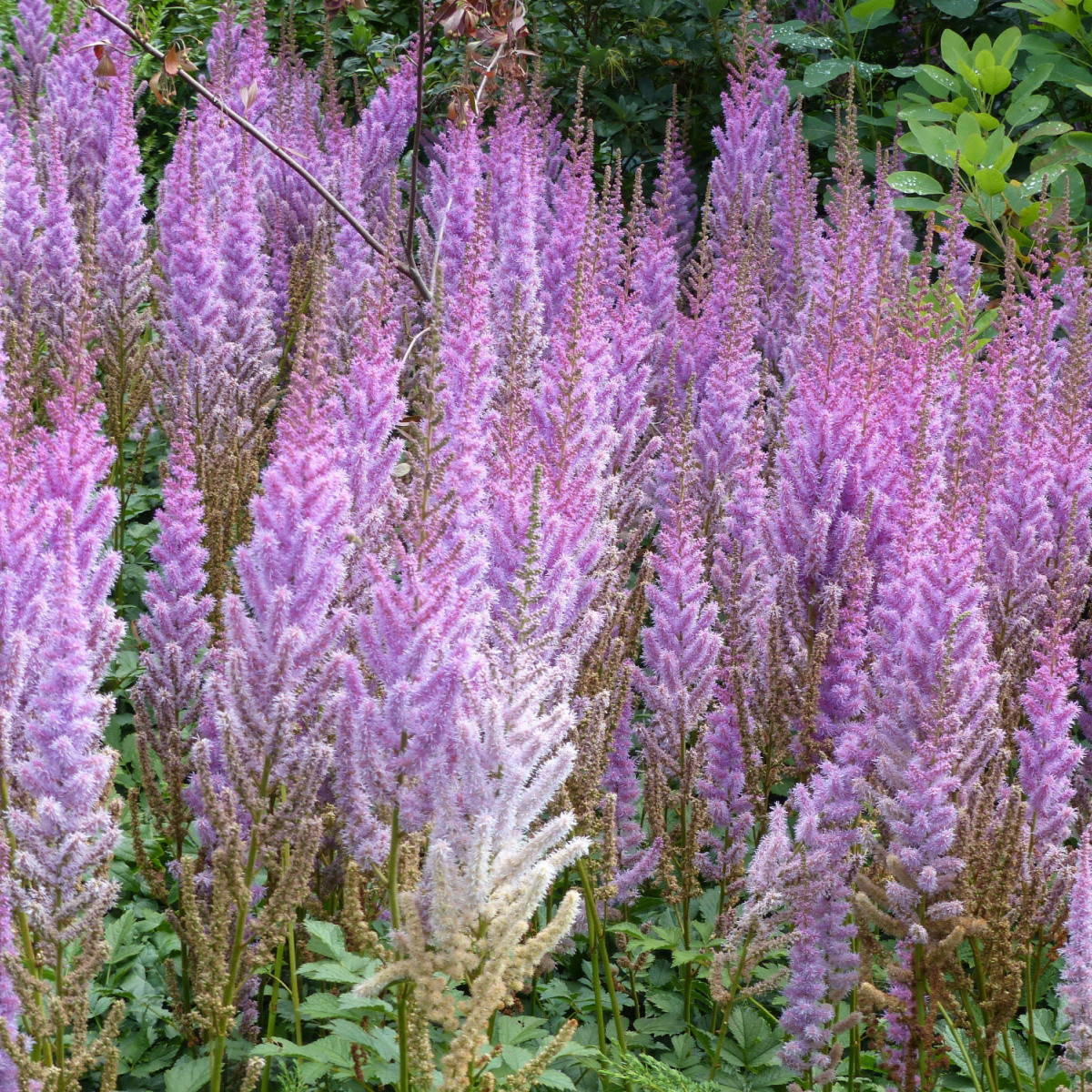 Astilba modrá – Astilbe – cibuľoviny