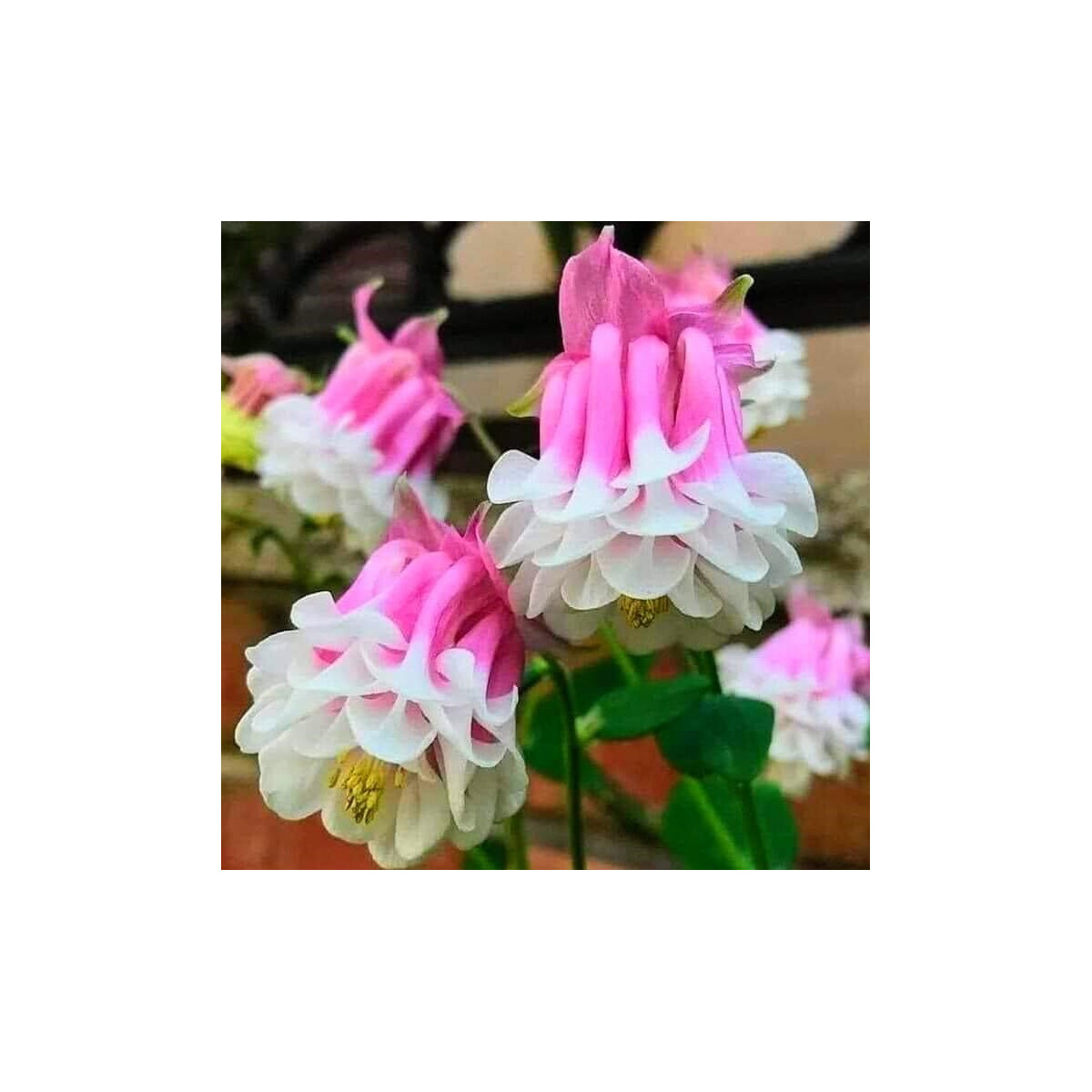 Orlíček Pink Pettitcoat - Aquilegia - voľnokorenené sadenice orlíčka - 1 ks
