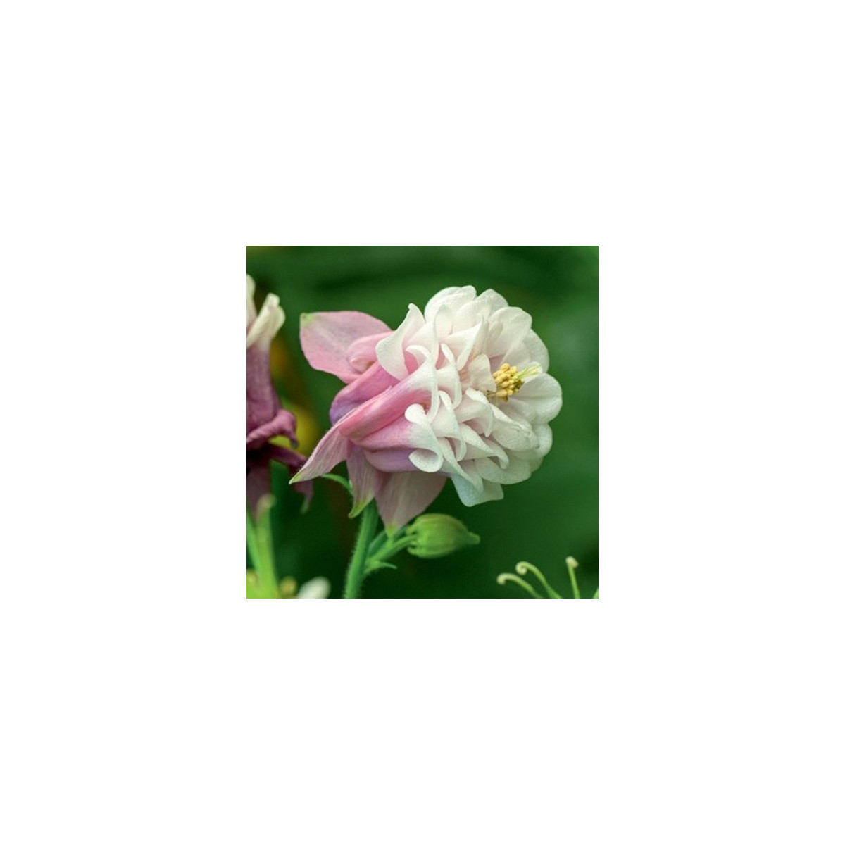 Orlíček Orlíček Pink Pettitcoat - Aquilegia - voľnokorenené sadenice orlíčka - 1 ks