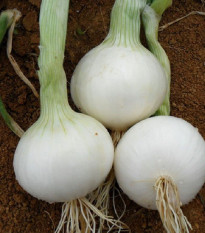 Cibuľa White Globe - Allium cepa - predaj semien - 100 ks