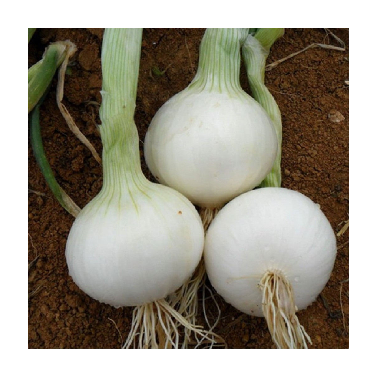 Cibuľa White Globe - Allium cepa - predaj semien - 100 ks