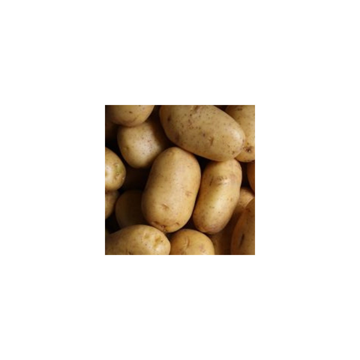 BIO sadbové zemiaky Bellinda - Solanum tuberosum - predaj bio sadiva - 10 ks