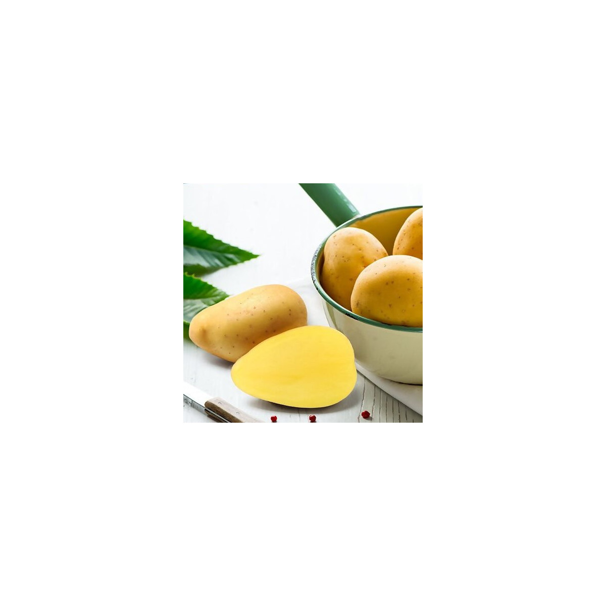 BIO sadbové zemiaky Bellinda - Solanum tuberosum - predaj bio sadiva - 10 ks