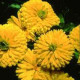 Nechtík lekársky Bon Bon žltý - Calendula officinalis - predaj semien - 20 ks