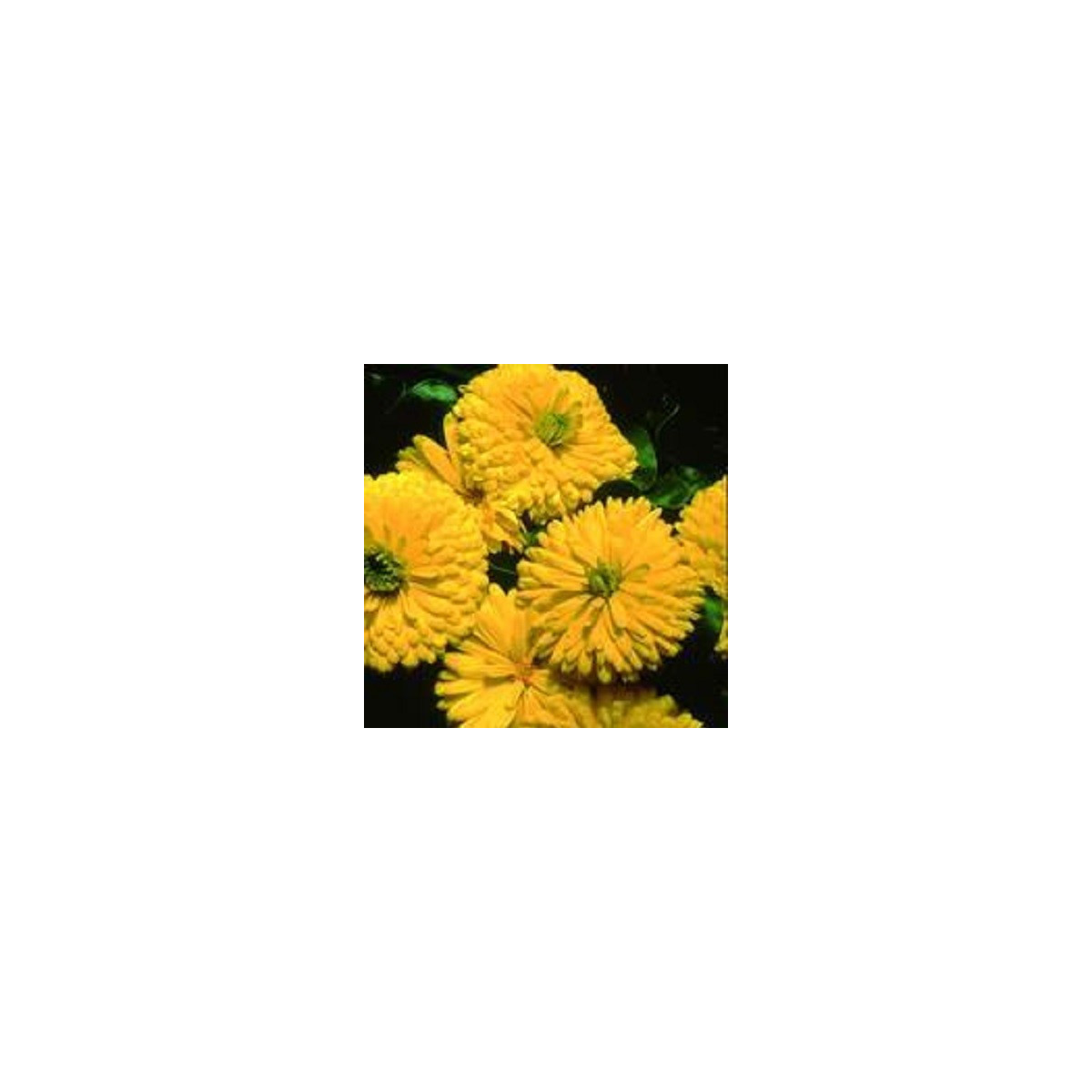 Nechtík lekársky Bon Bon žltý - Calendula officinalis - predaj semien - 20 ks