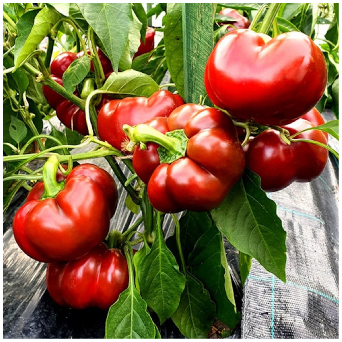 Paprika Topepo rosso - Capsicum annuum - predaj semien - 20 ks