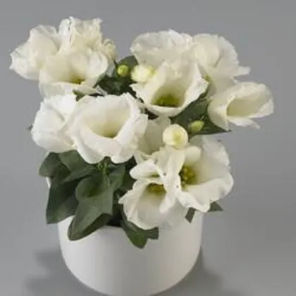 Eustoma Carmen Ivory - Eustoma grandiflorum - predaj semien - 12 ks