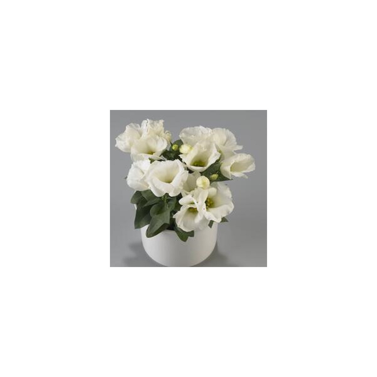 Eustoma Carmen Ivory - Eustoma grandiflorum - predaj semien - 12 ks