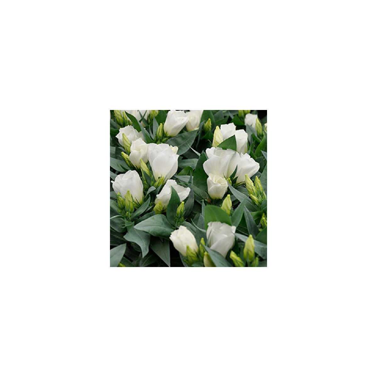 Eustoma Carmen Ivory F1 - Eustoma grandiflorum - predaj semien - 12 ks