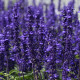 Šalvia hájna Westfriesland - Salvia nemorosa - predaj semien - 20 ks