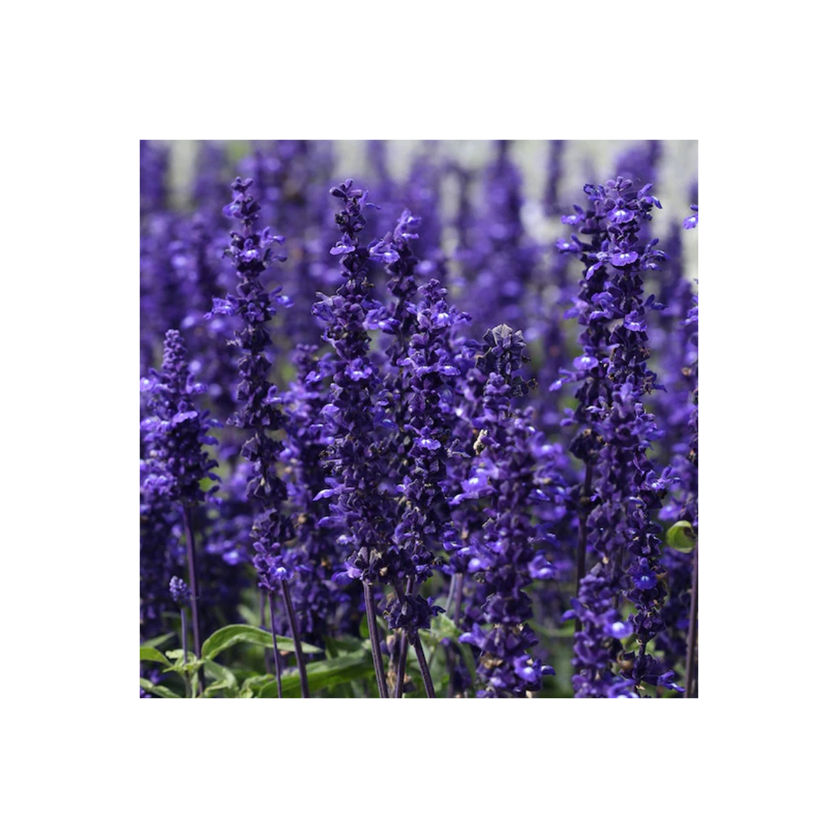 Šalvia hájna Westfriesland - Salvia nemorosa - predaj semien - 20 ks