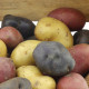 Sadbové zemiaky - 4 druhy - Solanum tuberosum - 12 ks