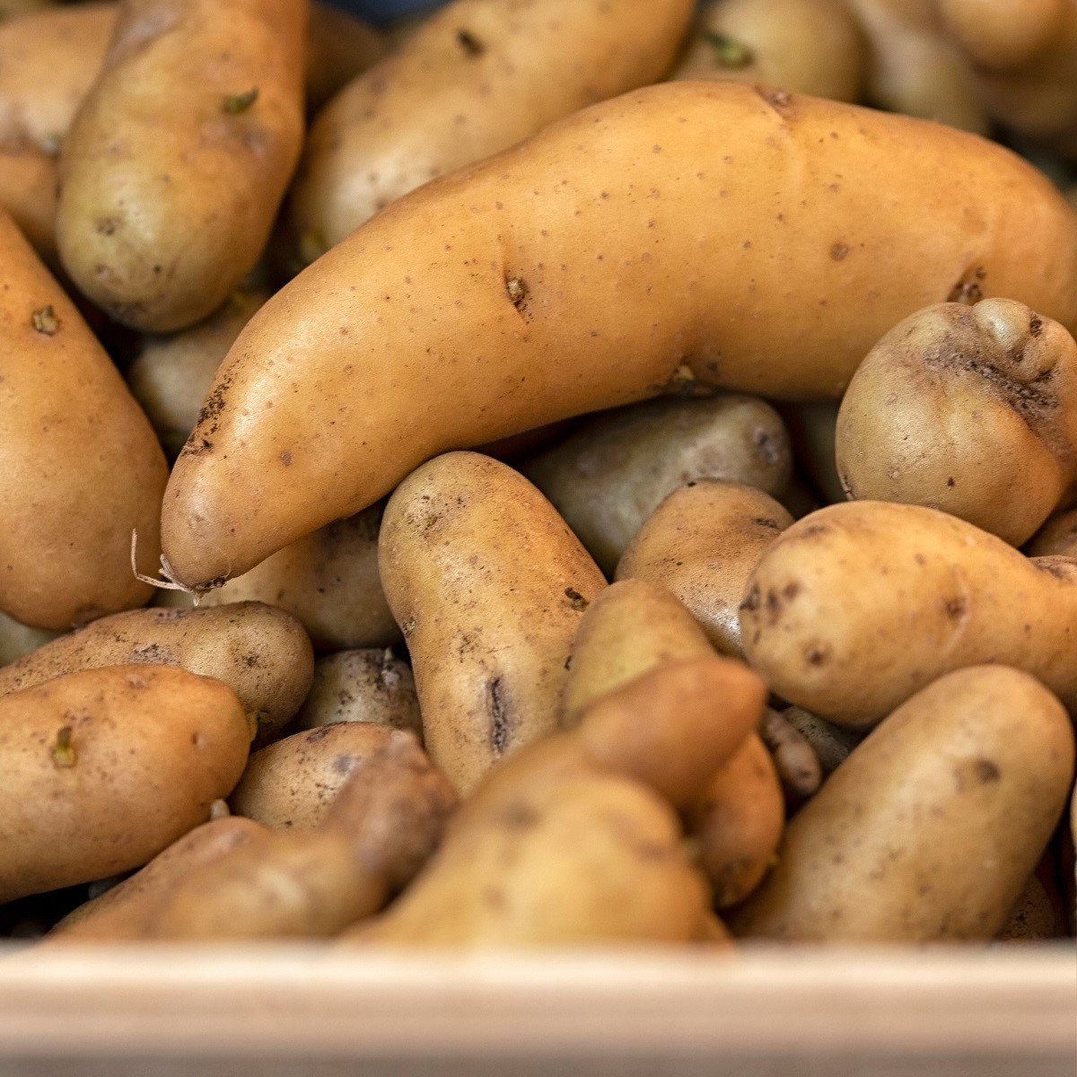 Sadbové zemiaky Ratte - Solanum tuberosum - 5 ks