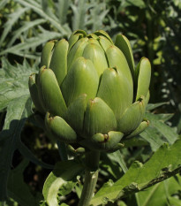 BIO Artičoka Imperial - Cynara cardunculus - predaj bio semien - 10 ks