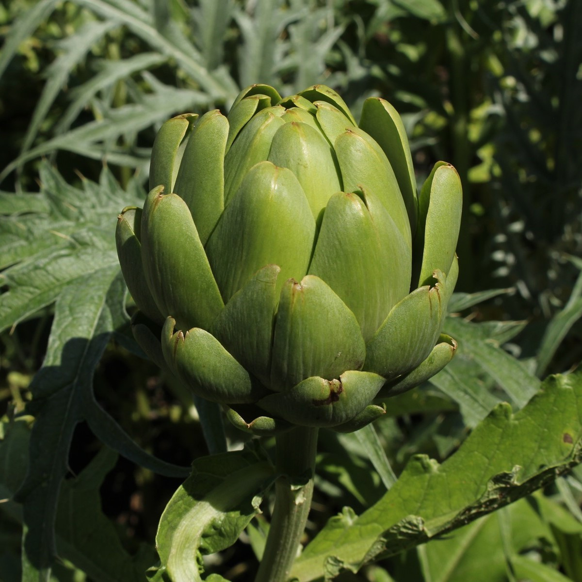BIO Artičoka Imperial - Cynara cardunculus - predaj bio semien - 10 ks