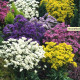 Limonka zohnutá - zmes farieb - Limonium sinuatum - predaj semien - 80 ks