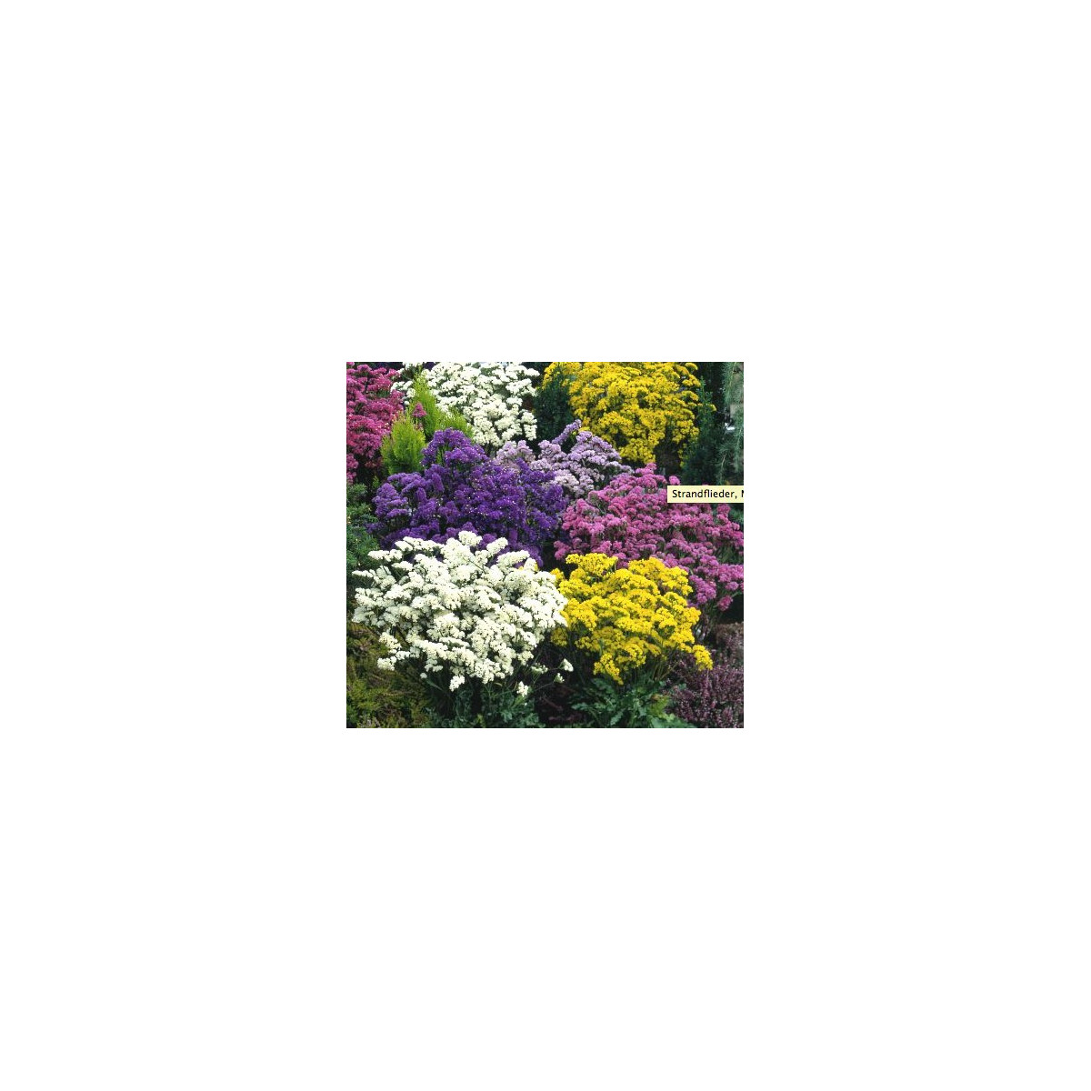 Limonka zohnutá - zmes farieb - Limonium sinuatum - predaj semien - 80 ks