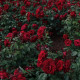Ruža veľkokvetá kríková tmavočervená - Rosa - predaj jednoducho korenených sadeníc - 1 ks
