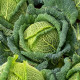 Kel hlávkový Blistra F1 - Brassica oleracea - predaj semien - 35 ks