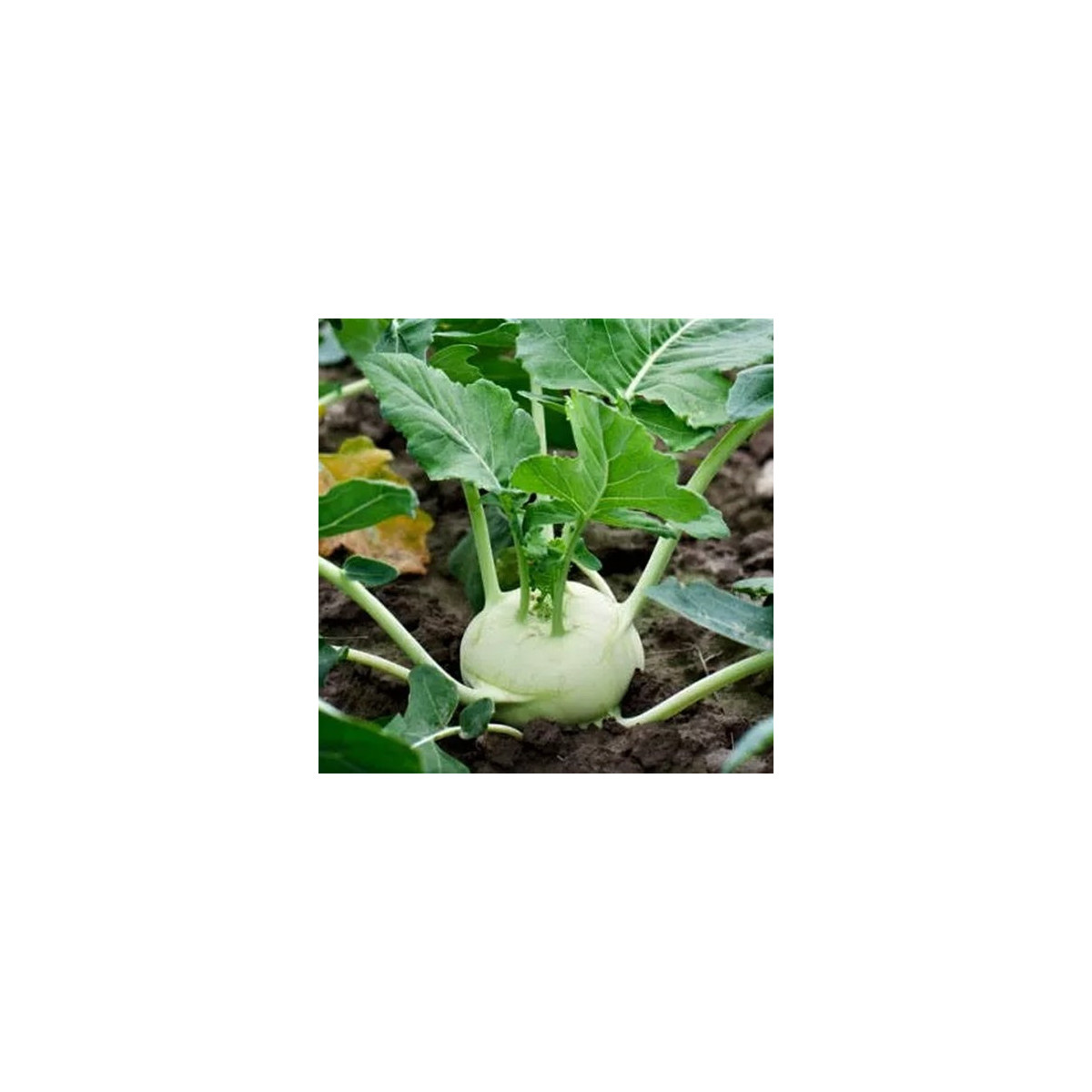Kaleráb Korfu F1 - Brassica oleracea L. - predaj semien - 50 ks