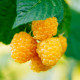 Maliník žltý - Rubus idaeus - predaj jednoducho korenených sadeníc - 1 ks