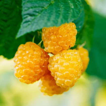 Maliník žltý - Rubus idaeus - predaj jednoducho korenených sadeníc - 1 ks
