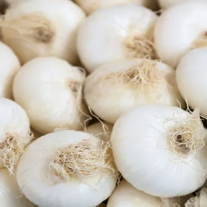 Cibuľa kuchynská Ranila - Allium cepa - predaj semien - 100 ks