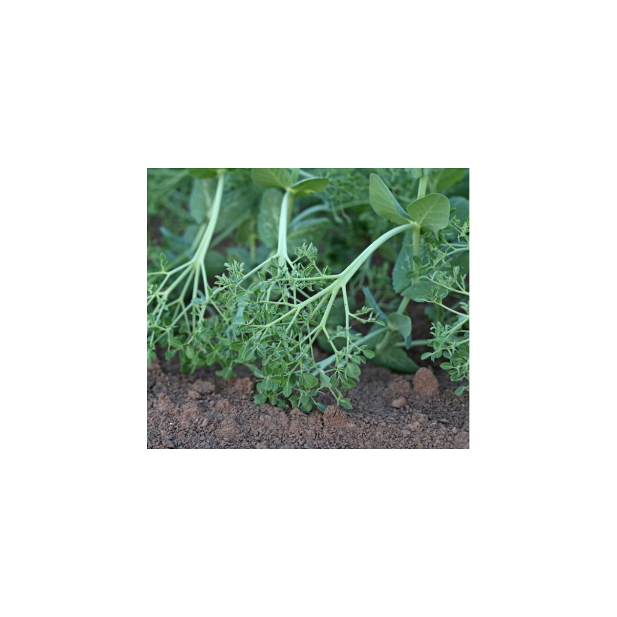 Hrach kučeravý Akacia - Pisum sativum - predaj semien - 30 ks