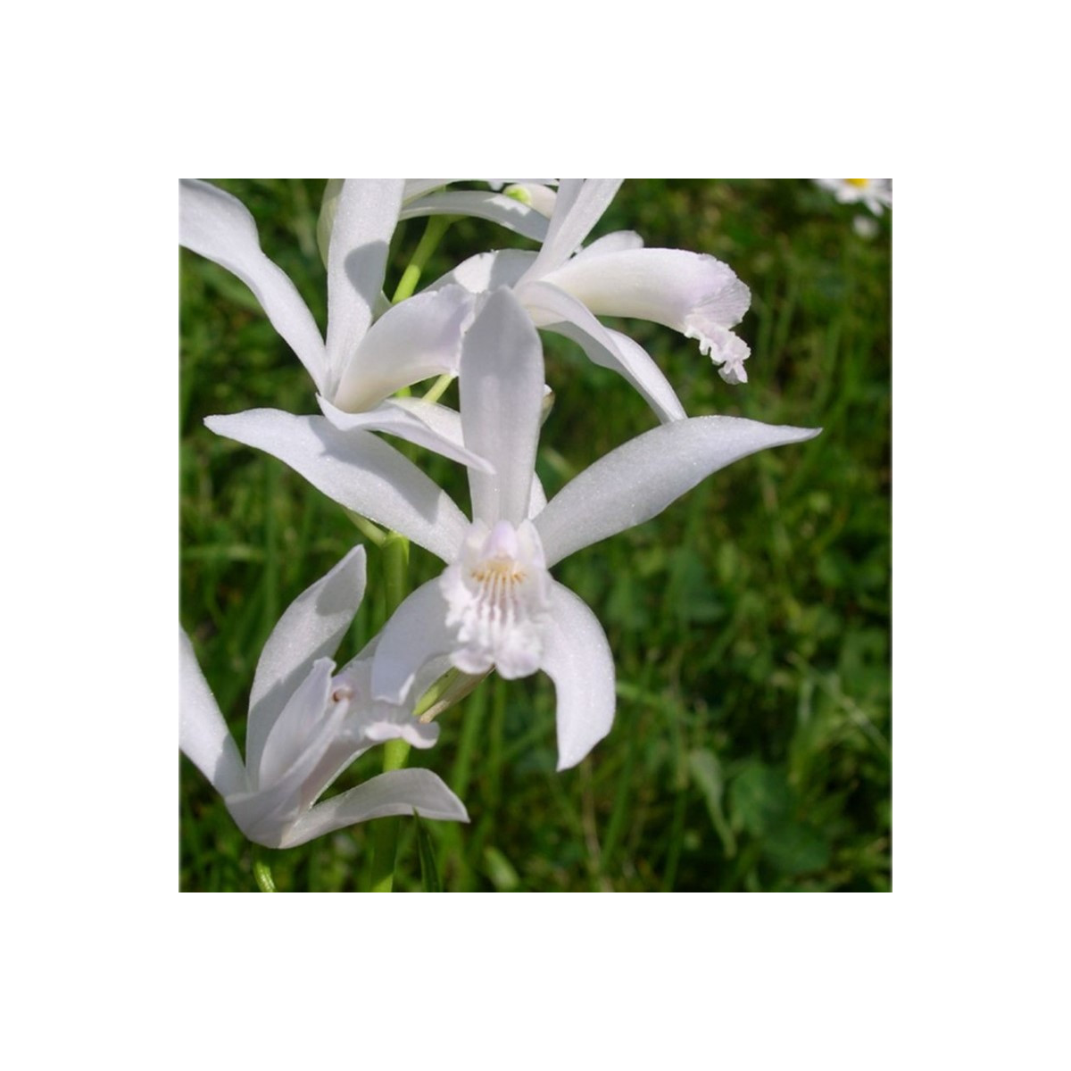 Orchidea vzpriamená biela - Bletilla striata albumu - predaj cibuľovín - 1 ks