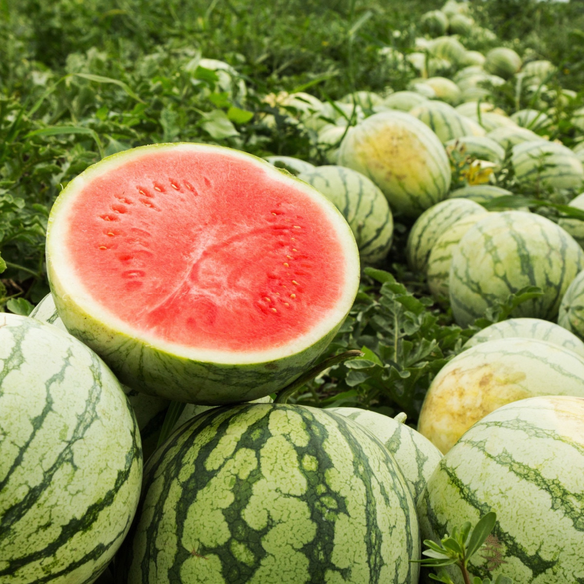 Melón vodný Tigrimini F1 - Citrullus lanatus - predaj semien - 5 ks