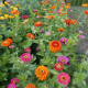 BIO Cínia zmes farieb - Zinnia elegans - predaj bio semien - 20 ks