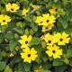 Tunbergia krídlatá žltá - Thunbergia alata - predaj semien - 15 ks