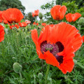 Mak východný Scharlach - Papaver orientale - semiačka - 400 ks