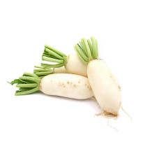 Reďkev