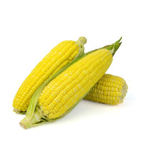 Kukurica