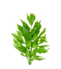 Ligurček