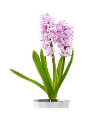 Hyacinty