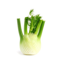 Fenikel