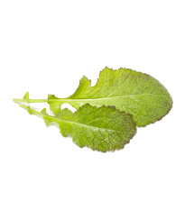 Horčica
