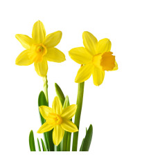 Narcisy