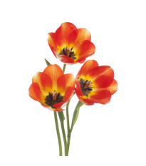 Tulipány