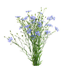 Ľan
